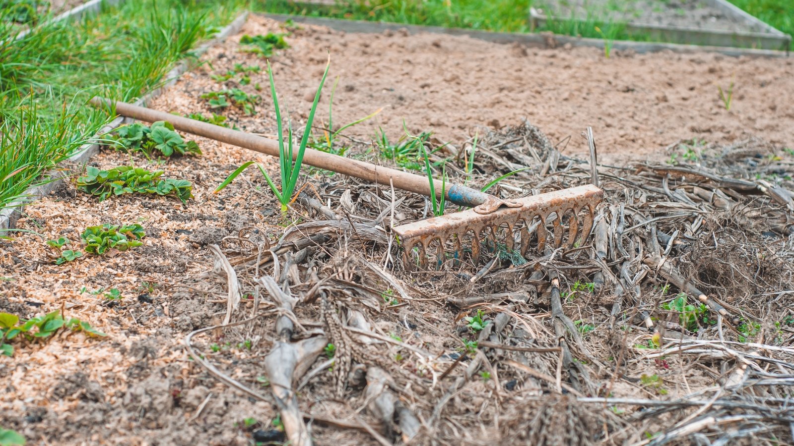 A rake to be used to remove fallen leaves off a garden bed.