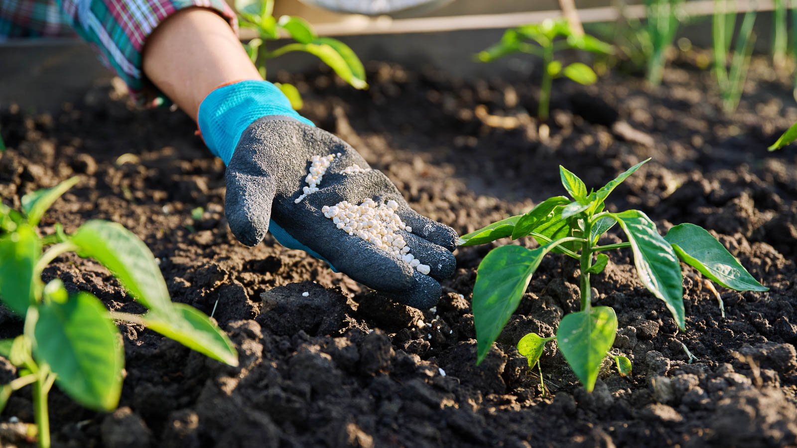 A gardener wearing black gloves, adding fertilizer to a japaleno plant, growing in a garden bed.