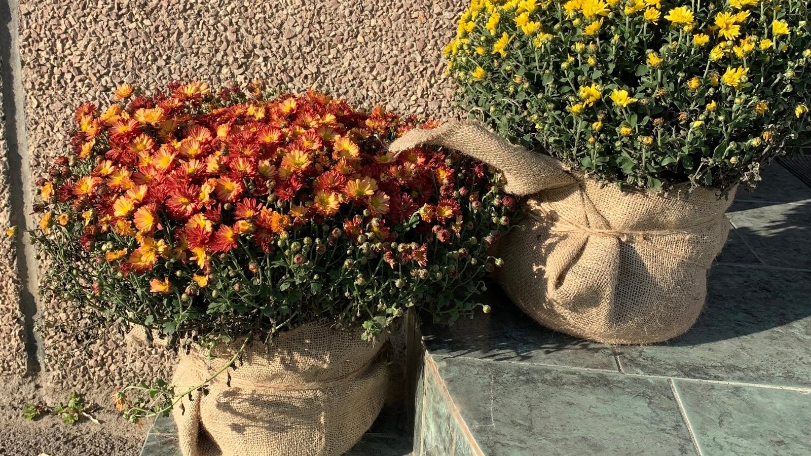 Two potted chrysanthemums with vibrant orange and yellow blooms stand in an autumn garden, with their pots wrapped in burlap.
