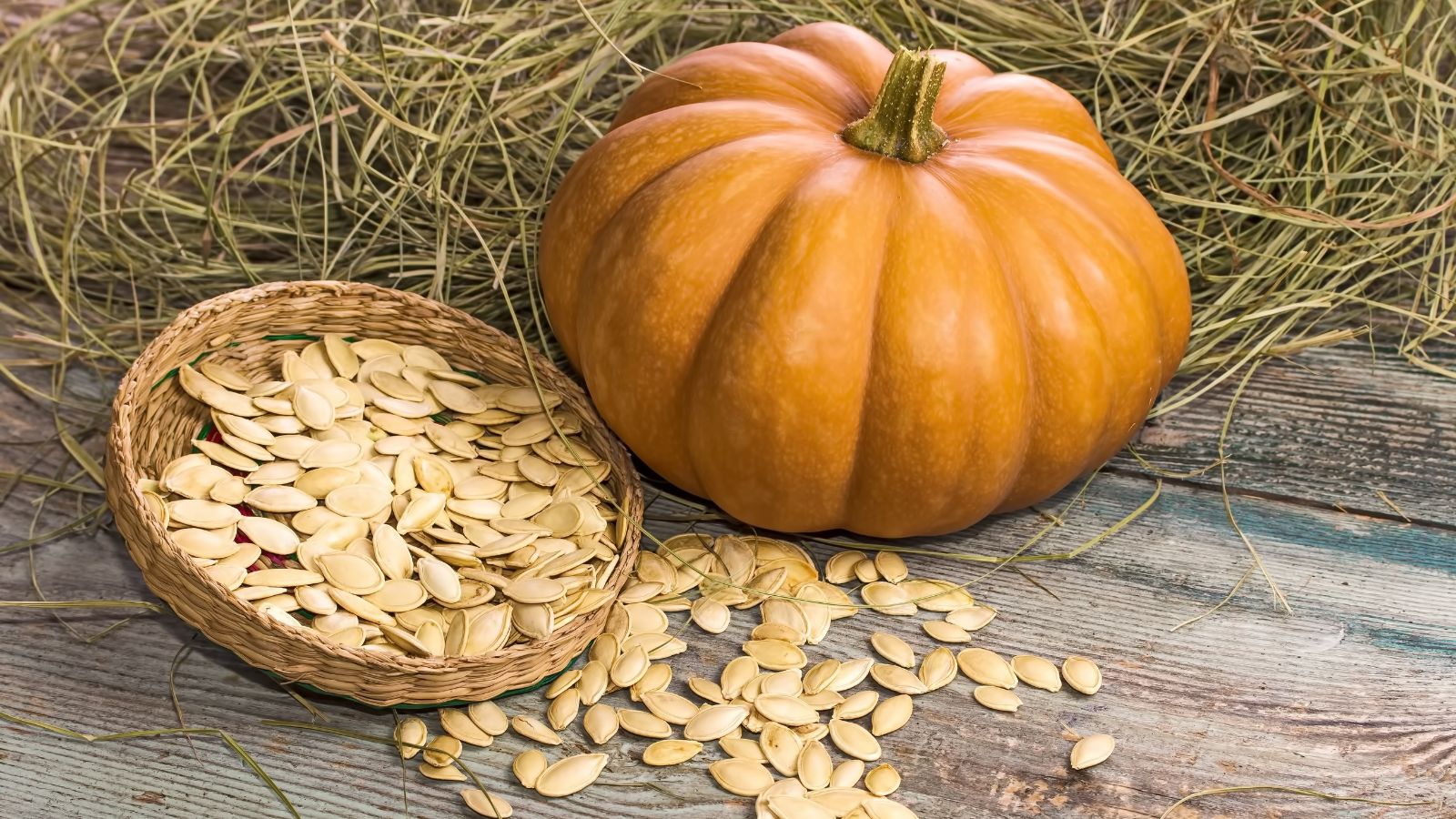 The appropriate option to Save Pumpkin Seeds for Subsequent Yr: 7 Skilled-Solutions