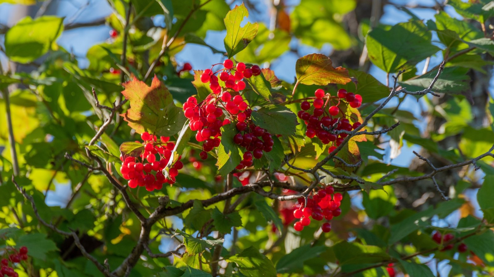 Tips about how you can Plant, Develop, and Take care of Highbush Cranberries