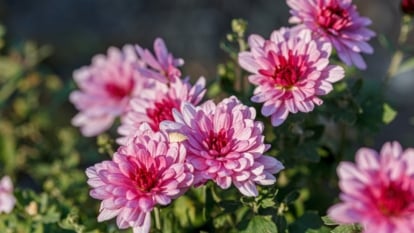 pretty pink flowers with magenta centers, surrounded by bright green foliage, basking in the sun.