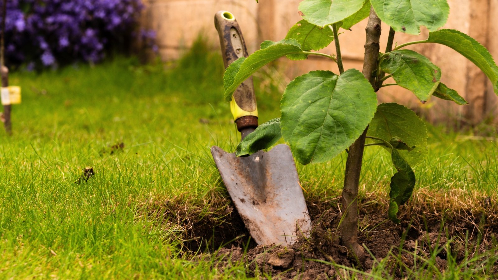 Close-up of a freshly planted fruit tree with large, heart-shaped green leaves with finely serrated edges, and a garden trowel stuck into the dark brown soil.
