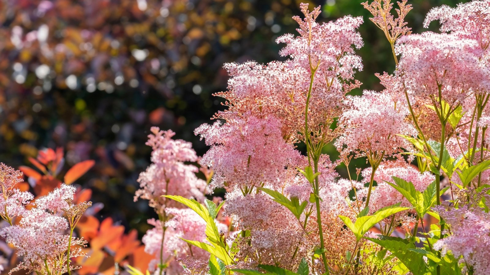 How one can Plant, Develop, and Take care of Queen of the Prairie