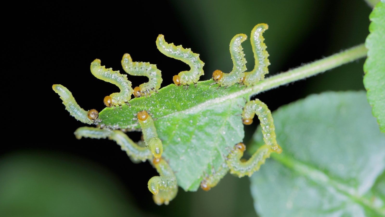 A cluster of green sawfly larvae munching on a vibrant green leaf; their tiny bodies blend with the foliage.