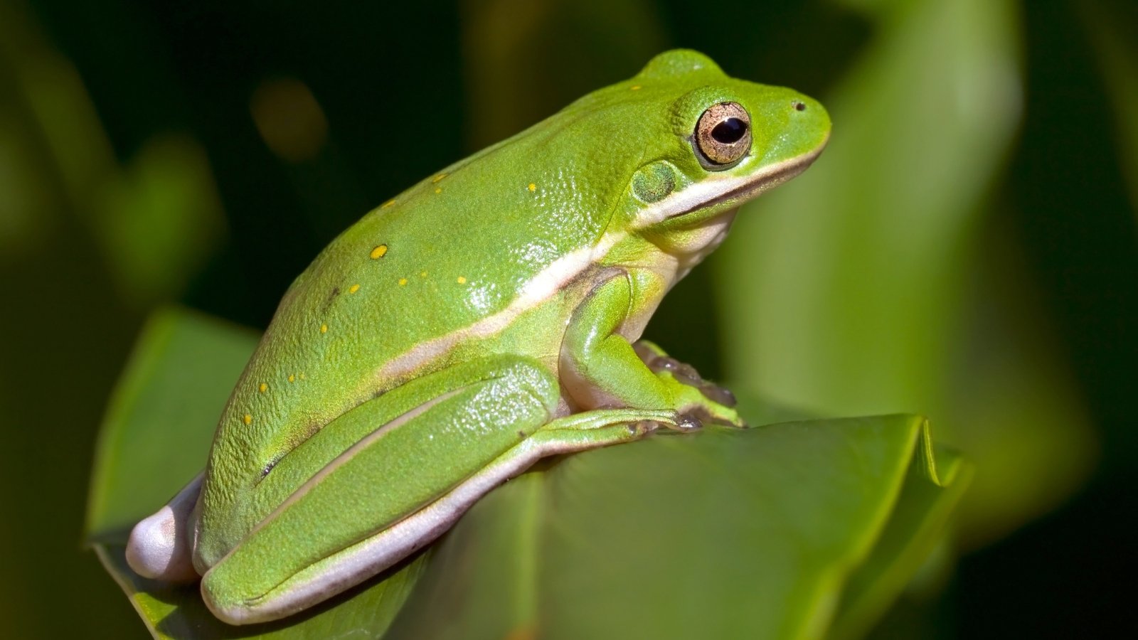 How and Why to Attraction to Frogs to Your Yard This Yr