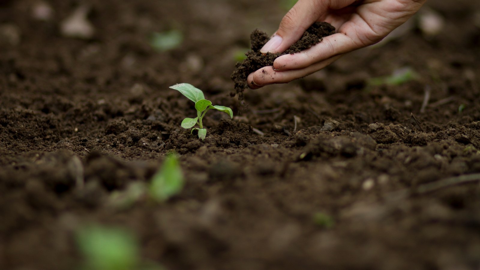 Expert farmer carefully pouring organic matter into a heap of dark, moist earth, emphasizing the process of enriching it with nutrients.