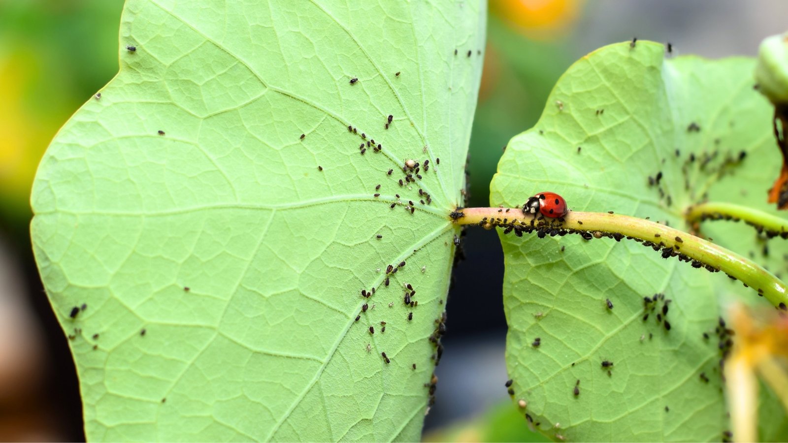 5 Distinctive Strategies to Deter Pests From Your Yard