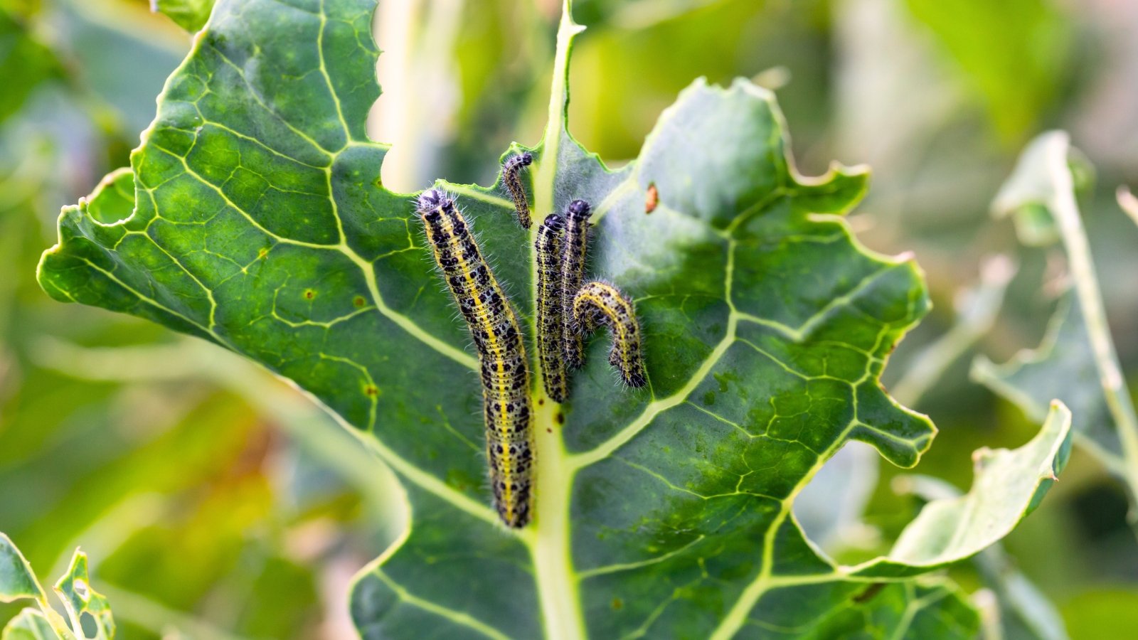 7 Widespread Fall Vegetable Yard Pests