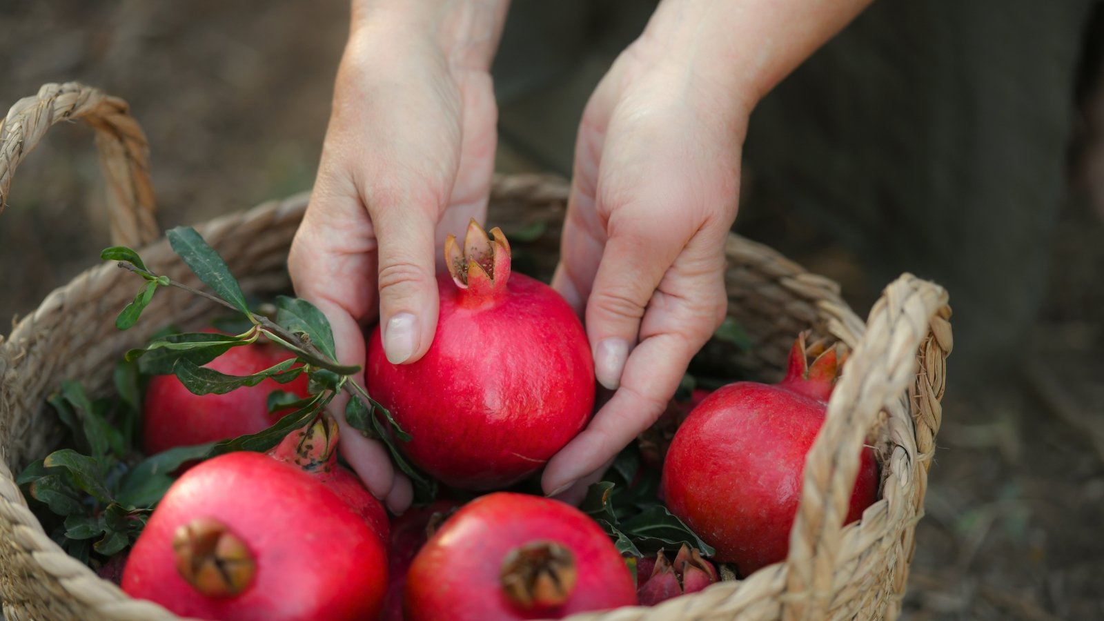 5 Indicators Your Pomegranates Are Ripe and Ready To Harvest