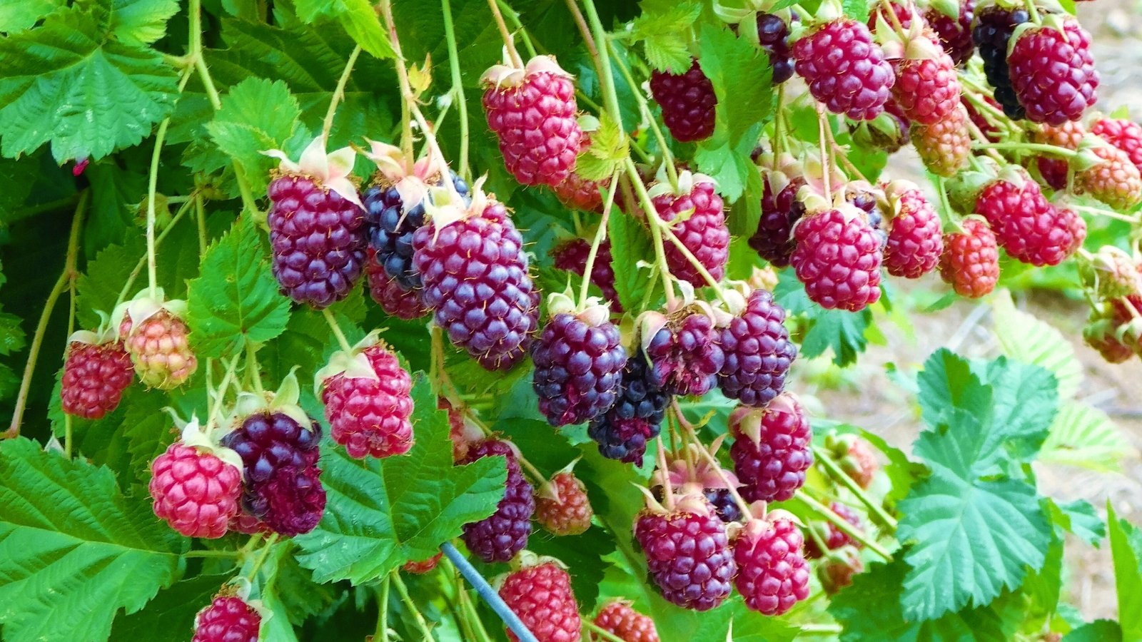 One of the best ways to Plant, Develop, and Deal with Marionberries