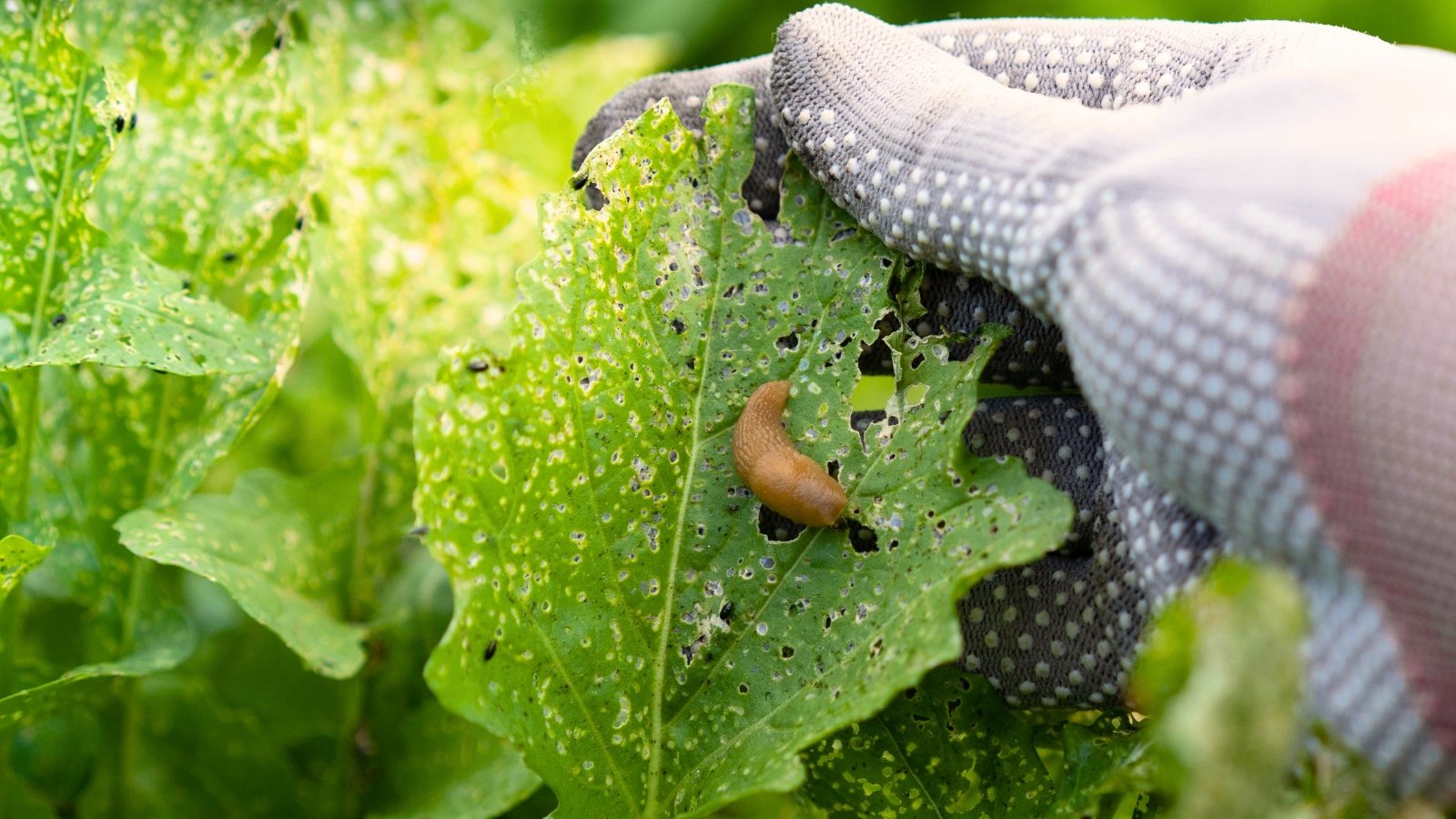 7 Errors to Stay away from When Stopping Yard Pests