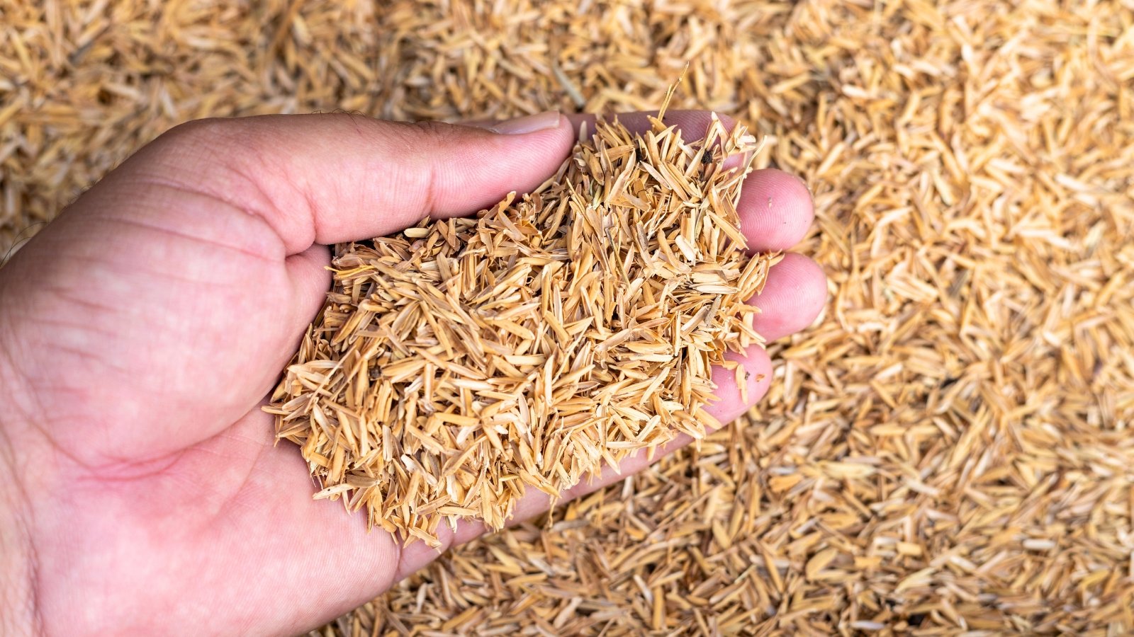 How and Why to Use Rice Hulls inside the Yard