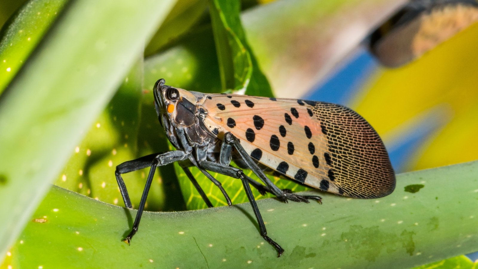 ID and Deal with Them inside the Yard