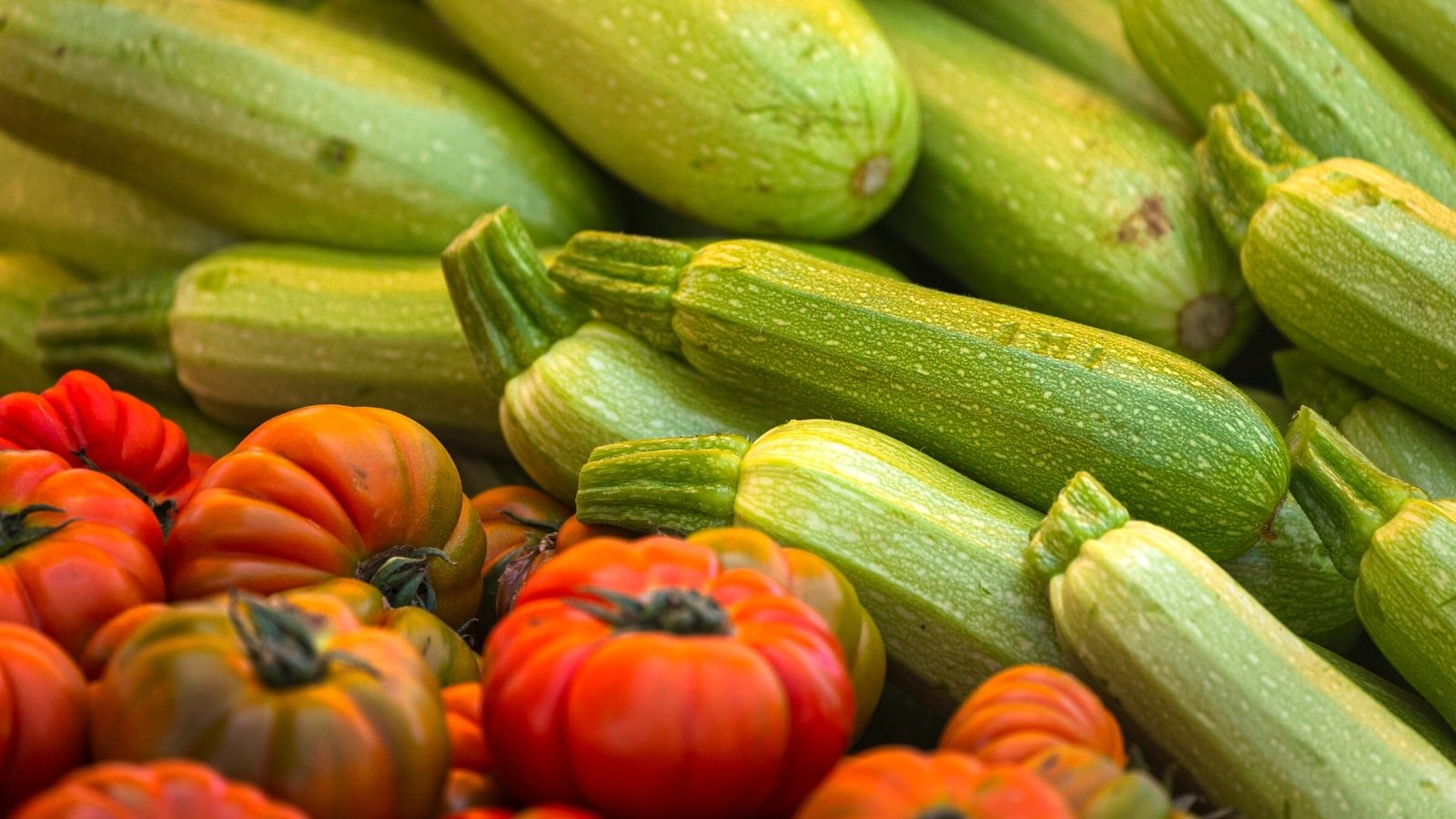 Must You Plant Zucchini With Tomatoes This Season?