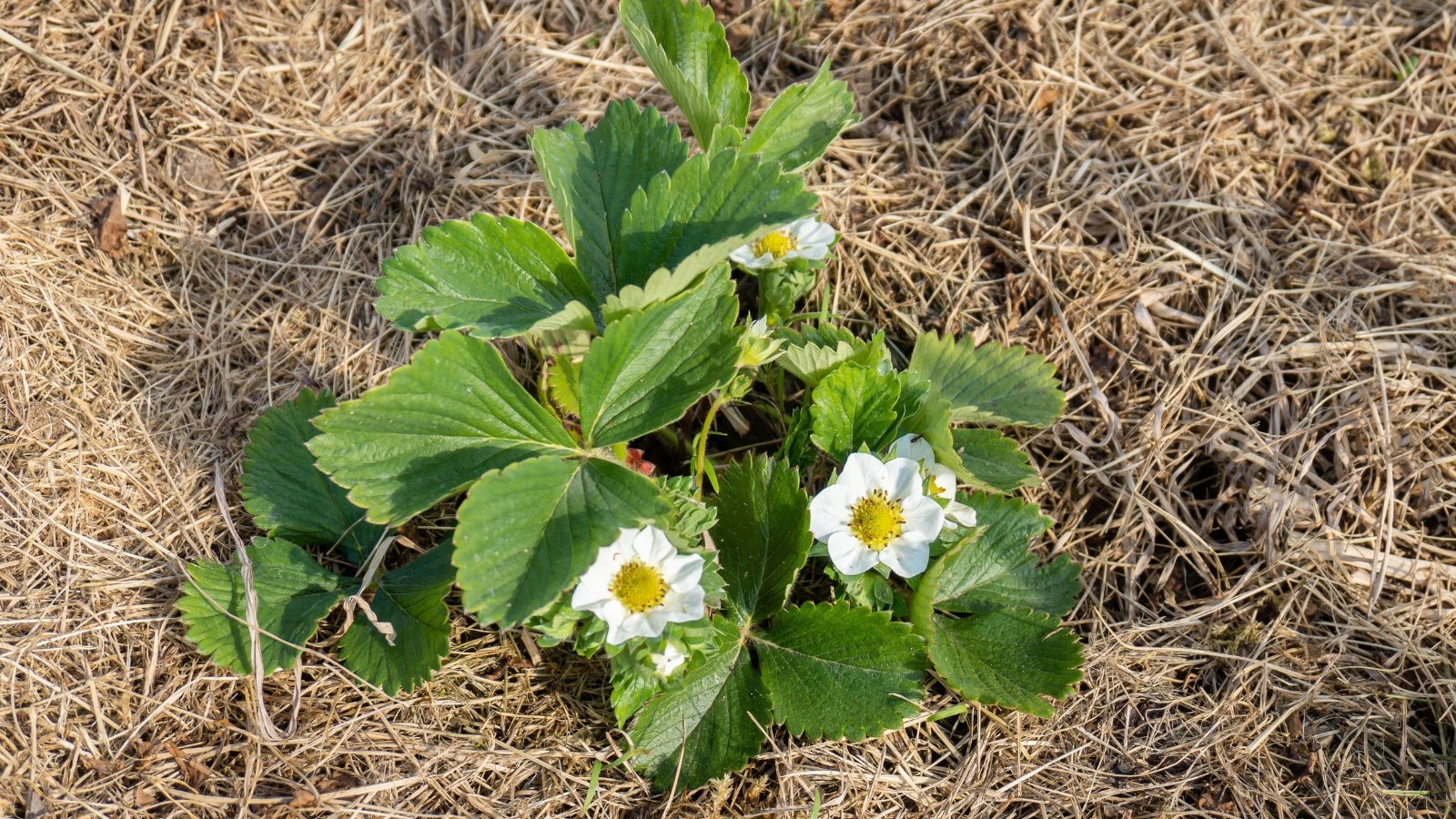 A single plant with thick, veined leaves and white-petaled flowers growing in dry, straw-like soil, displaying small green fruits at the base.