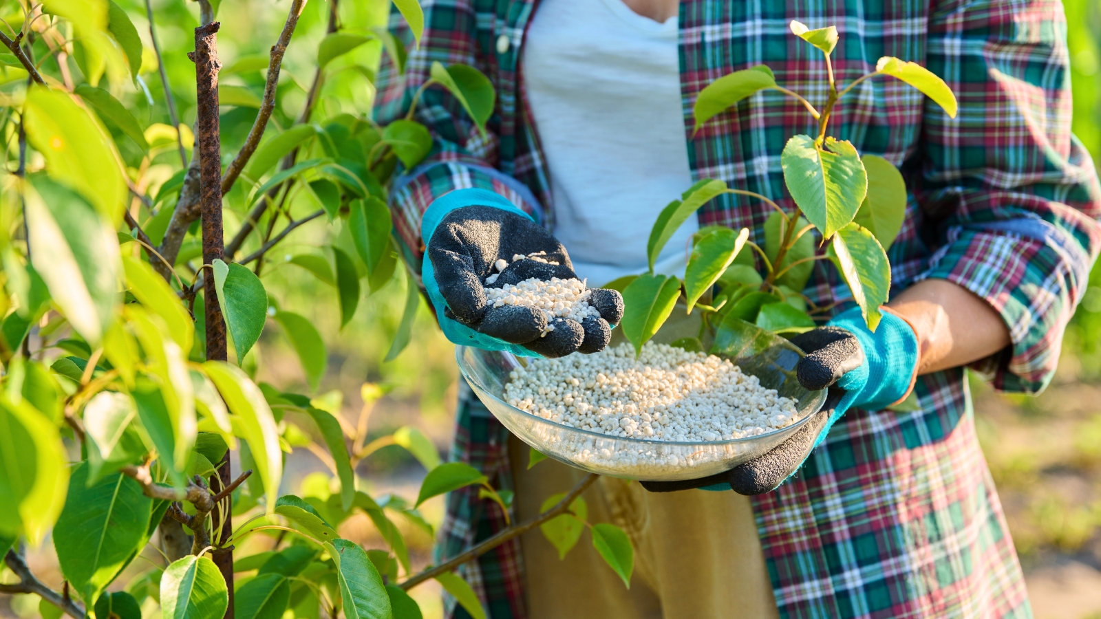 Close-up of a gardener in blue gloves holding a glass bowl filled with white granular fertilizer near a peach tree.