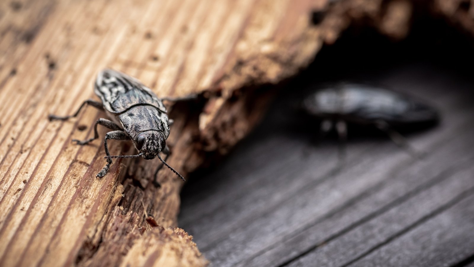 Close-up of a metallic, elongated beetle with a flattened, dark brown body.
