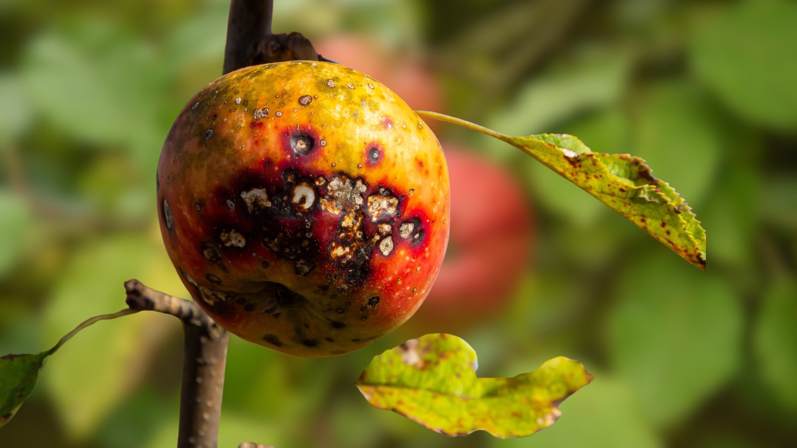 Apple fruit damaged by San Jose Scale shows small, raised, red rings and spots where the insect has fed, leading to a rough, scaly appearance.