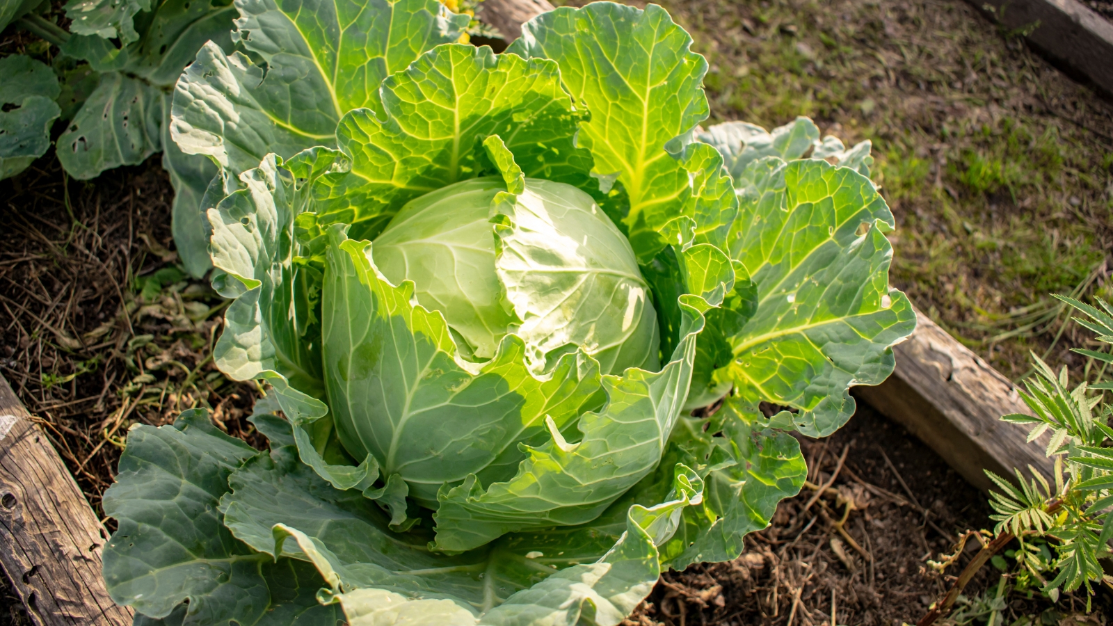 A close-up of a cabbage showcasing its tightly packed head and lush leaves, set in nutrient-rich brown soil accompanied by scattered small grasses.