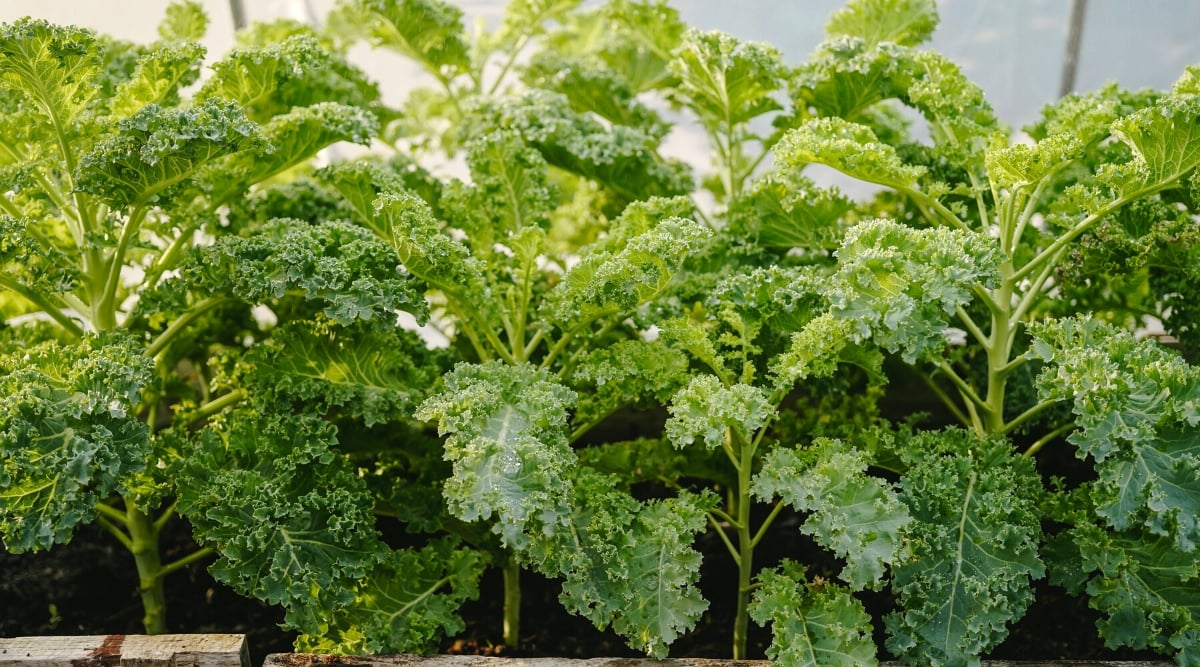 Close-up of Kale growing in a raised bed in a greenhouse. The plant forms a beautiful lush rosette of large, oval, oblong dark green leaves with curly edges.