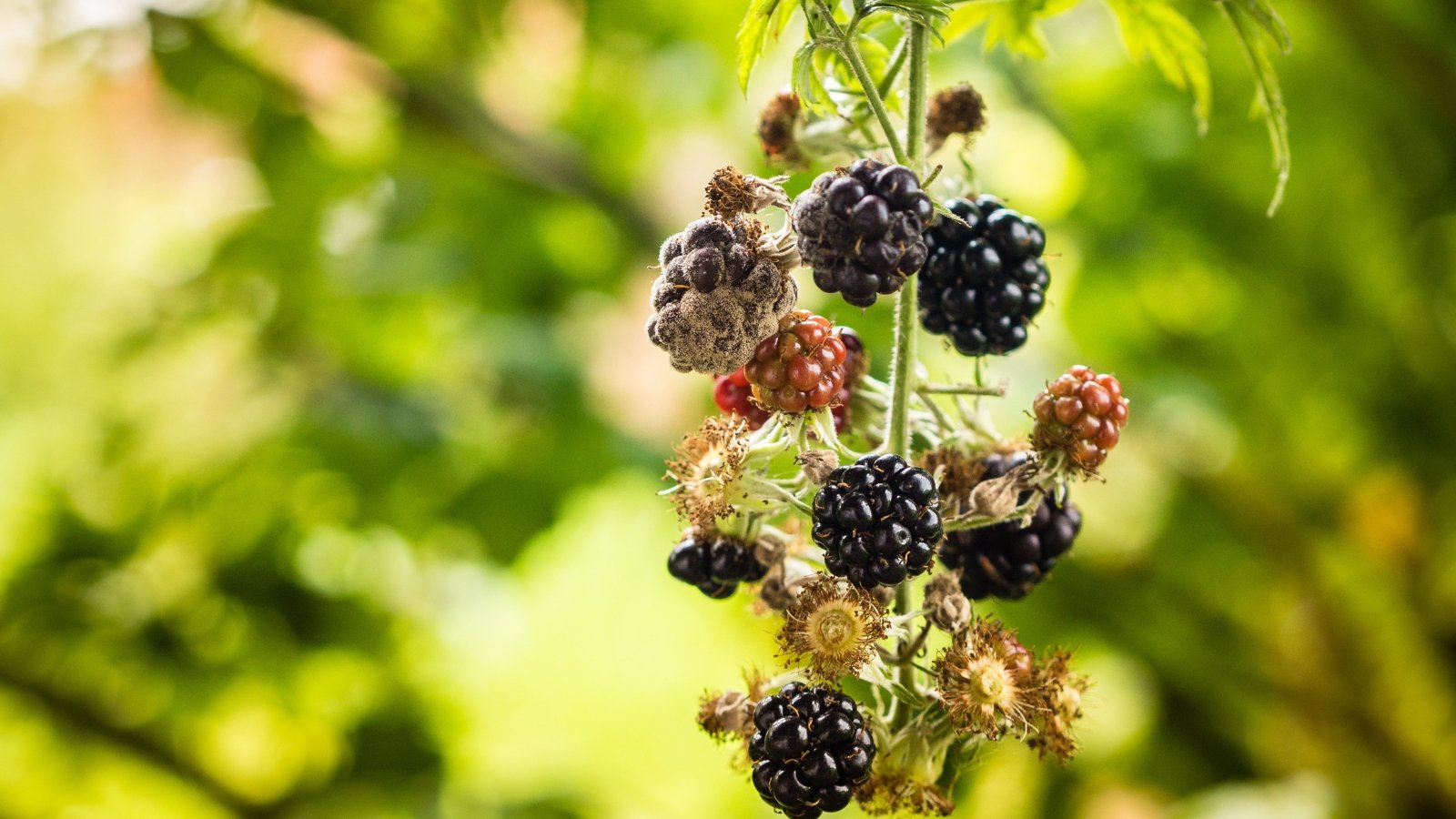 Close-up of a bunch of juicy black berries covered in grayish-brown, fuzzy mold caused by Botrytis.
