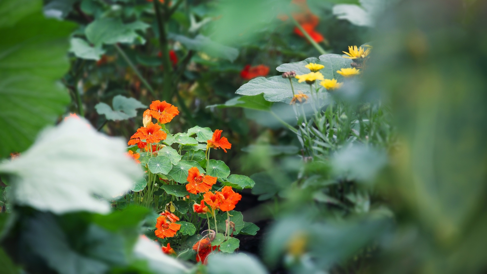 Close-up of a bed with flowering insect trap plants like Nasturtiums and Calendula, used to attract and divert pests from other crops.
