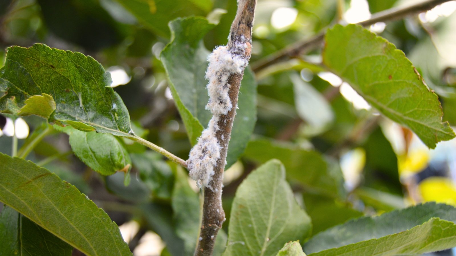 Wooly Apple Aphids are small, dark-colored insects covered in a white, waxy, cotton-like substance that clusters on apple tree branches.
