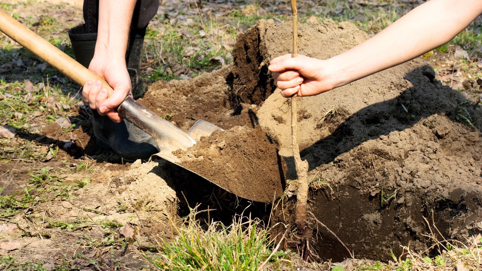 5 Causes Why Fall Is the Best Time To Plant Fruit Bushes