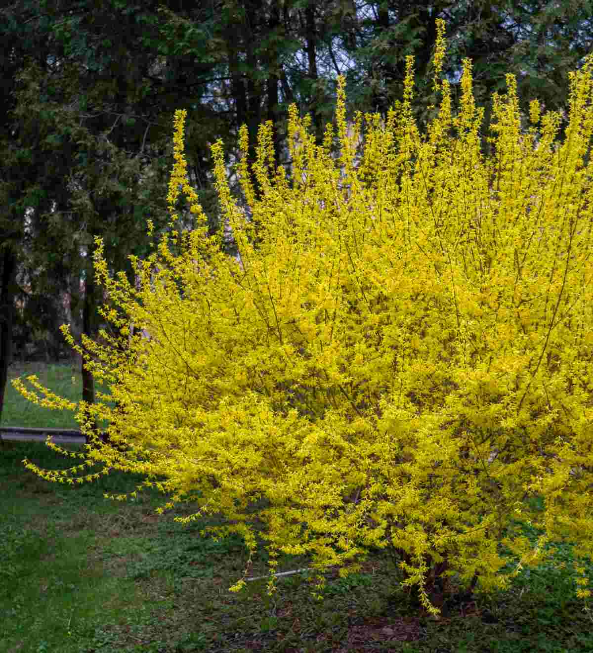 Garden impact: Forsythia bushes have lovely yellow flowers.