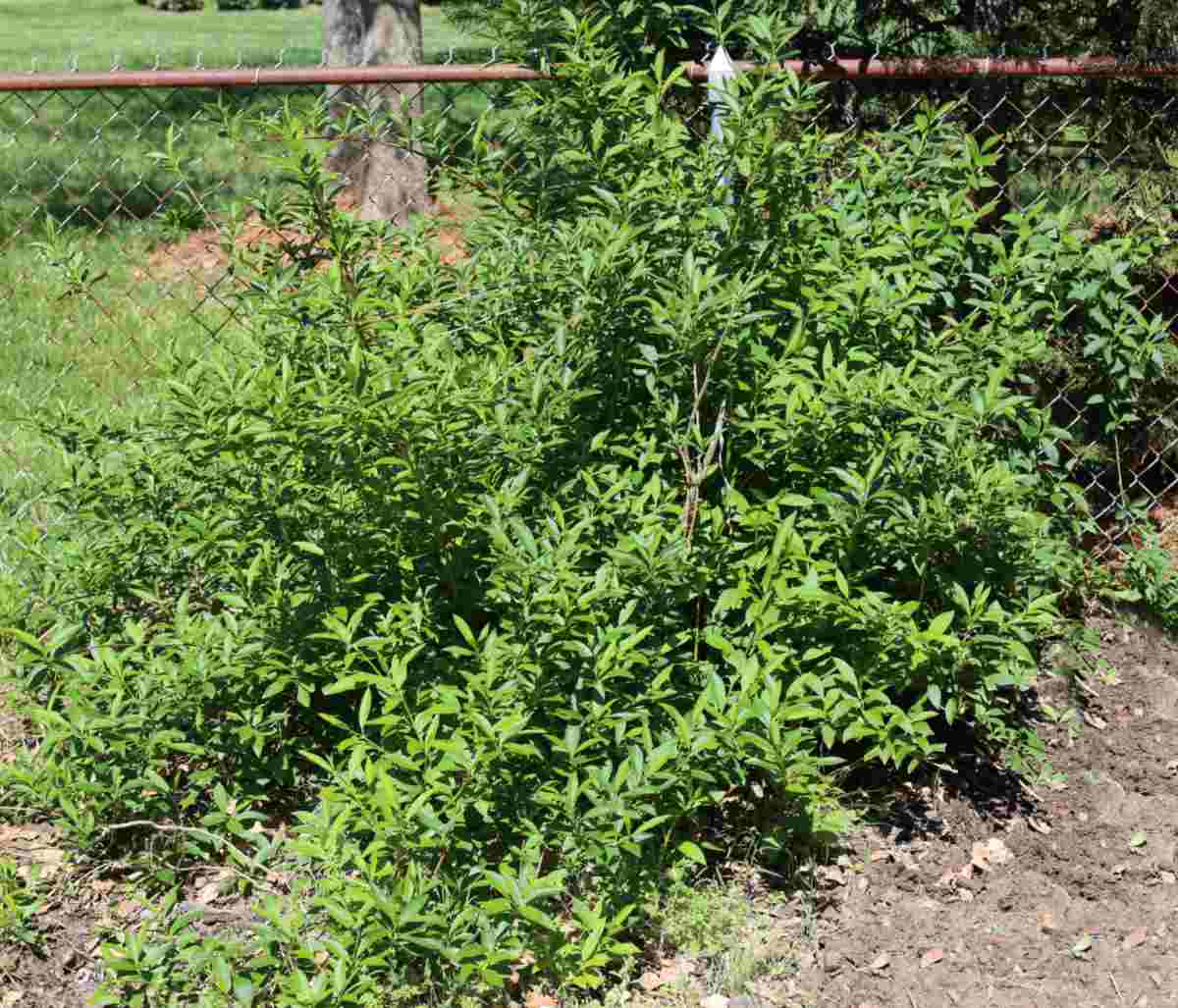 Dense green shrub near a fence post.