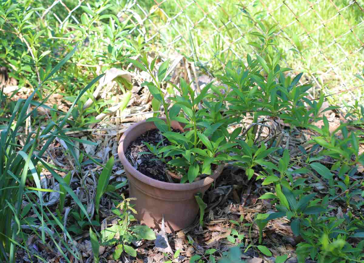 Tip rooting a shrub.