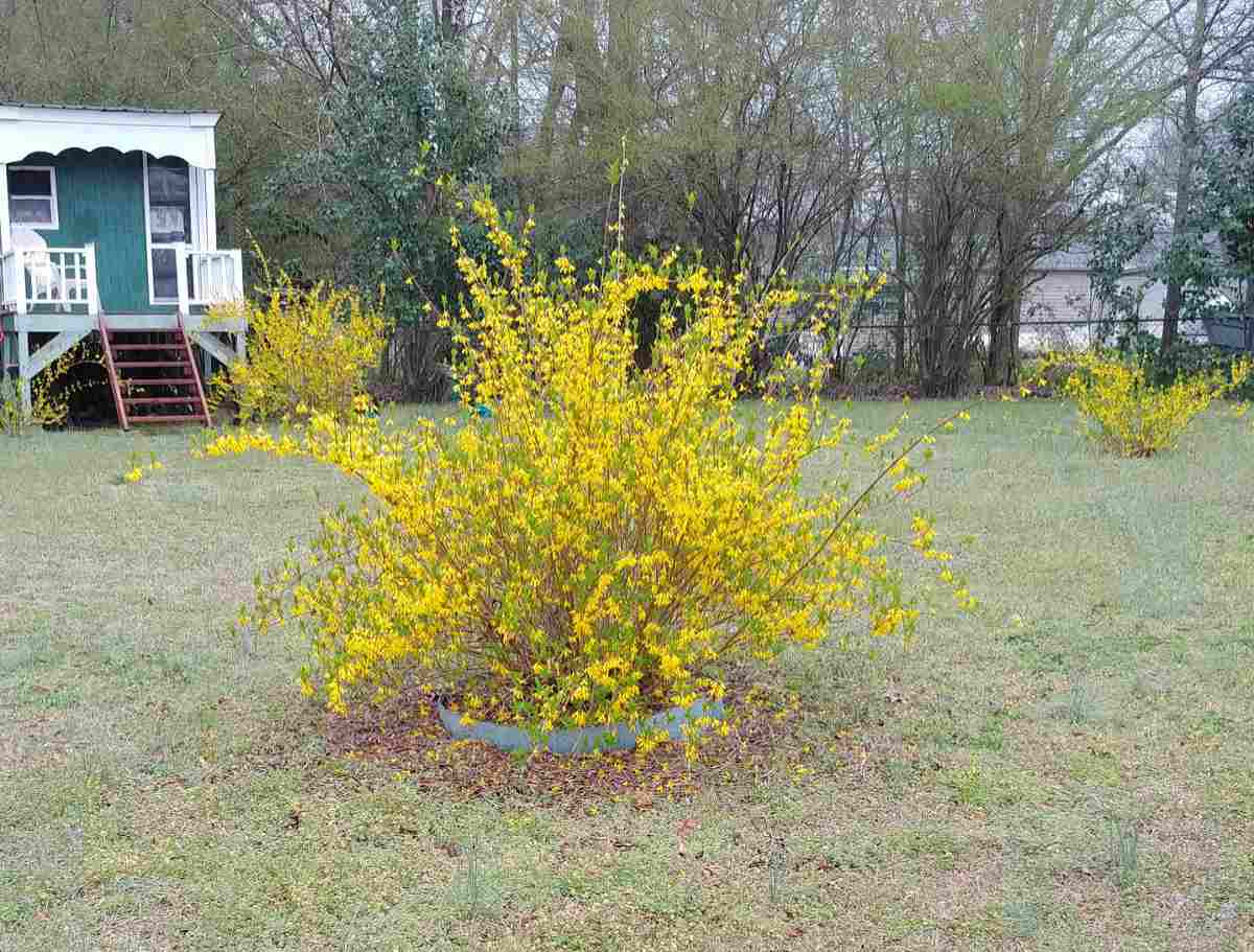 Forsythia shrubs in a lawn with a garden shed.