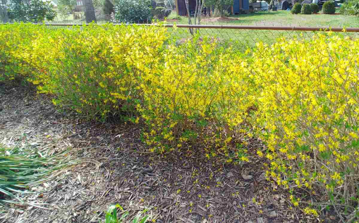 Garden hedge in spring with both blooms and leaves growing.