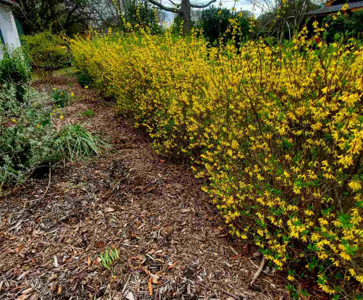 Forsythia hedge in full bloom.