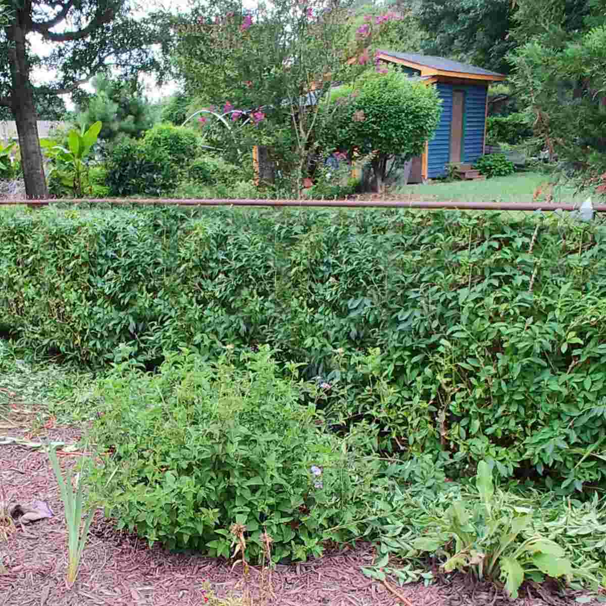 Pruned forsythia hedge in summer.