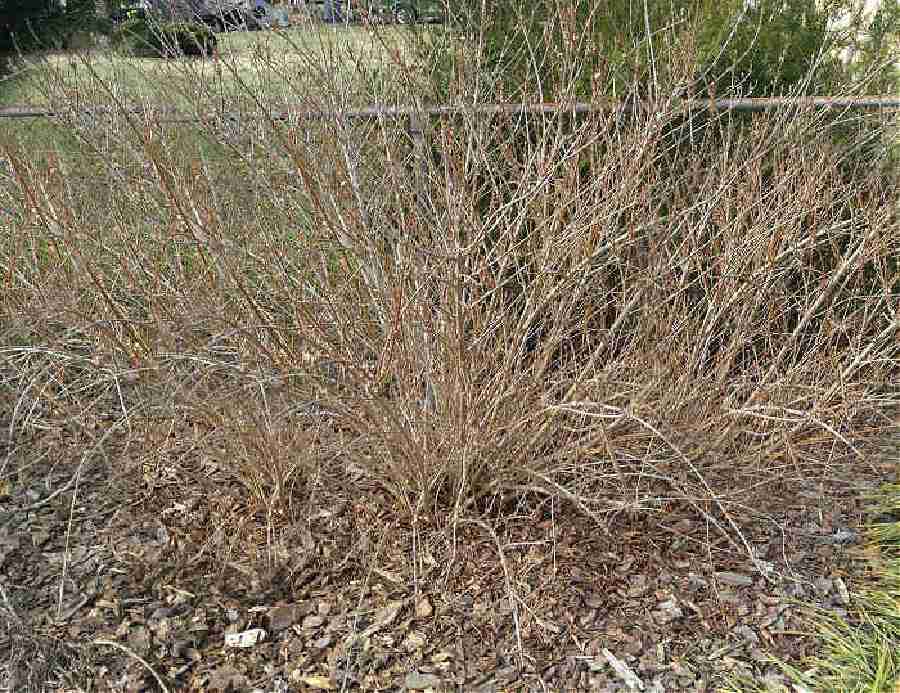 Woody perennial bush near a fence.