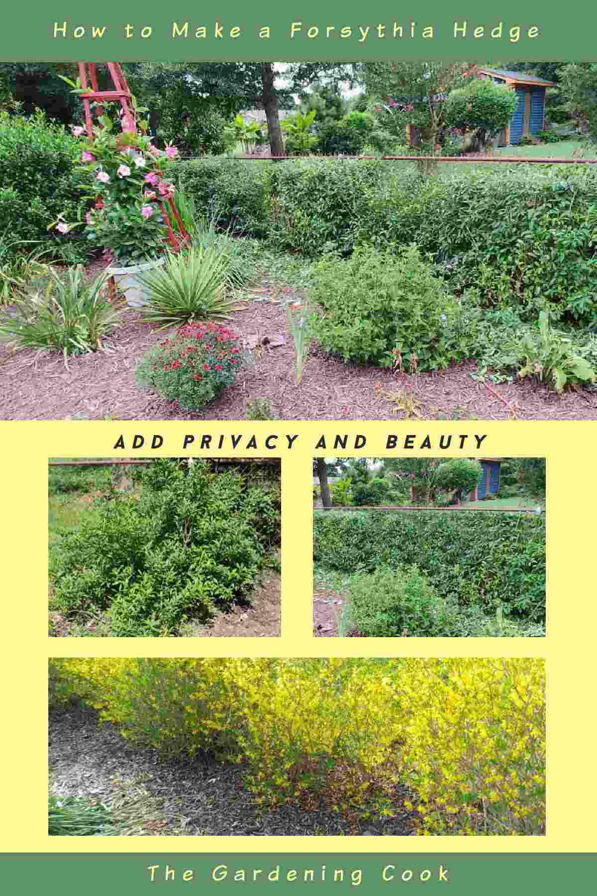 Pictures of forsythia shrubs and words: 