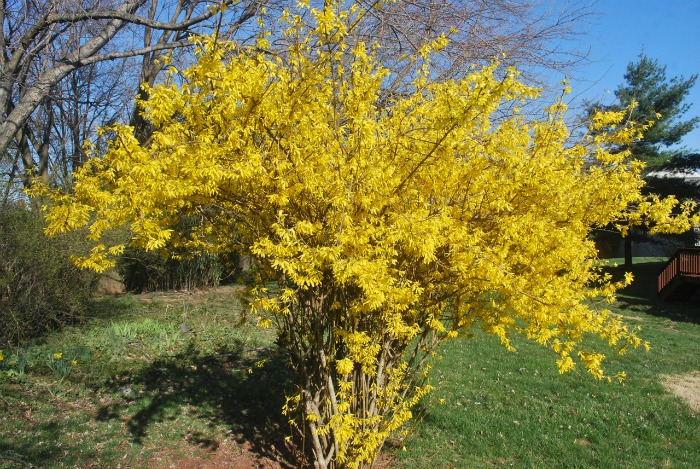 Give forsythia plants plenty of room to grow