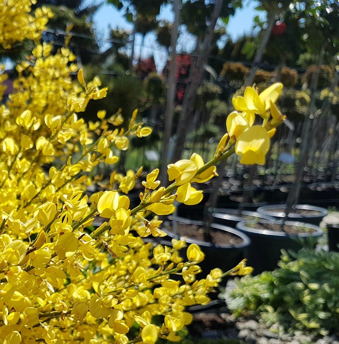 Forsythia grown in tubs