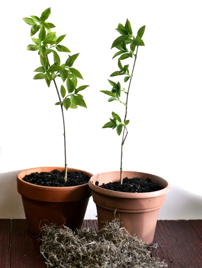 Bare root forsythia planted in pots