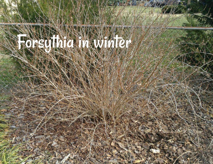 Forsythia in winter is a far cry from the lushness of spring.