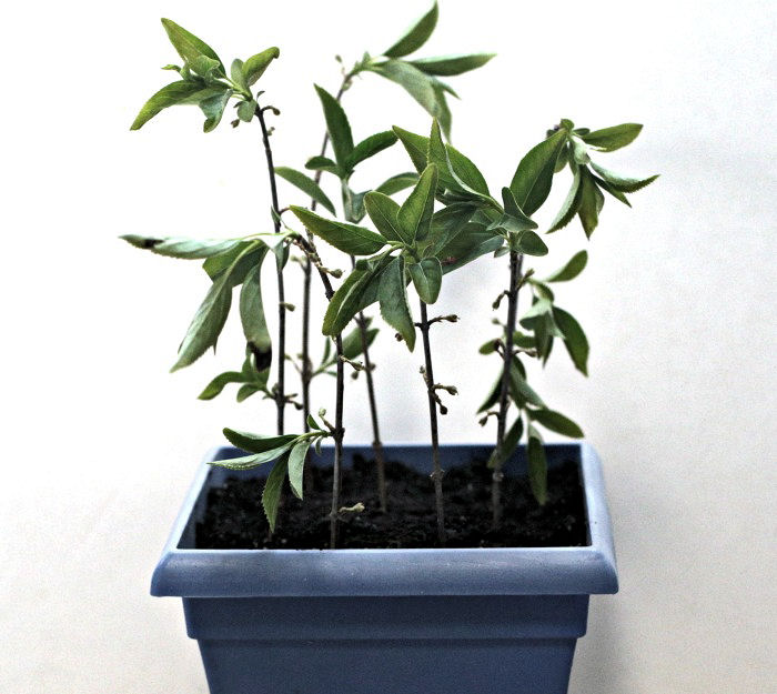 Forsythia branches used as cuttings