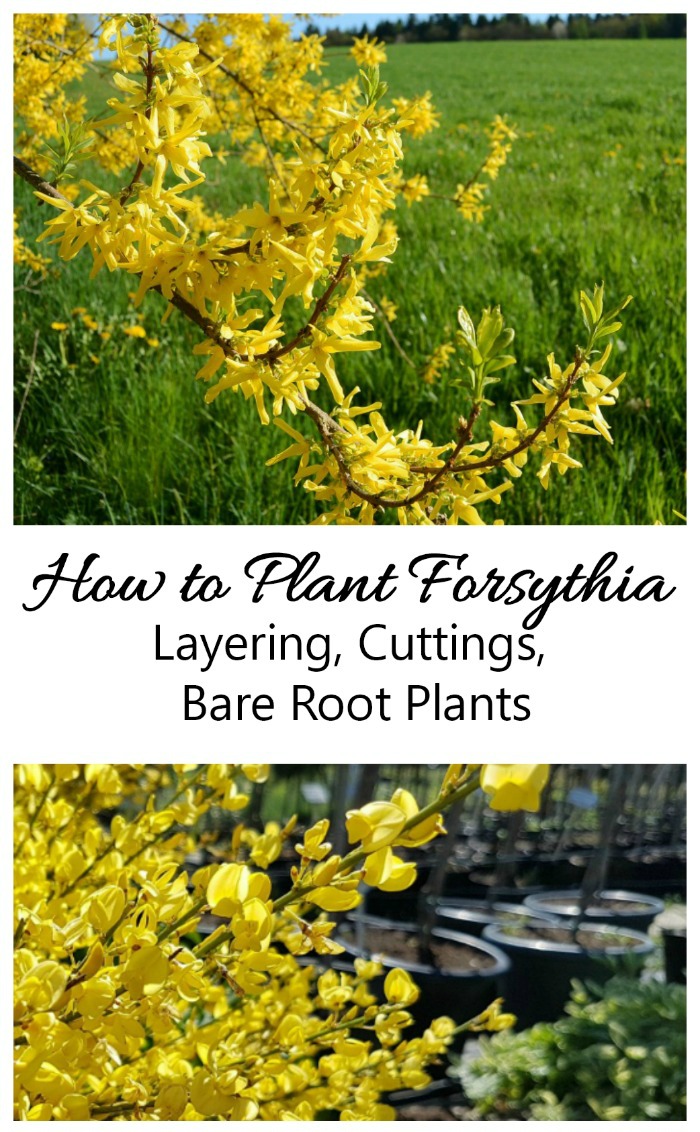 Find out how and when to plant forsythia with some tips for air layers , taking cuttings and establishing bare rooted plants.