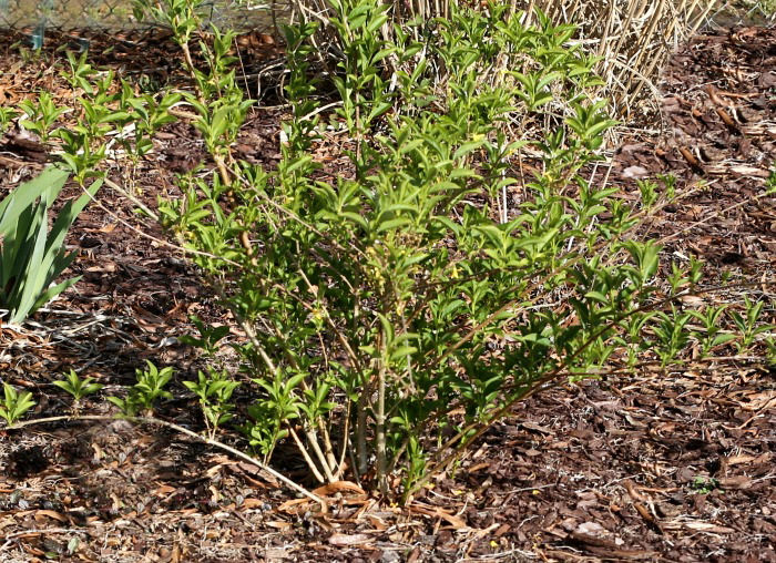 transplanting forsythia bushes