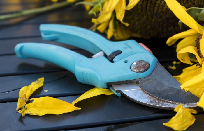 Prune forsythia shrubs in the spring after flowering