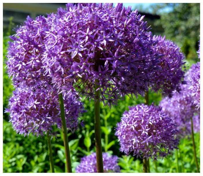 alliums