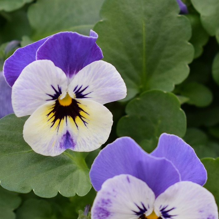 Pansies love the cold of early spring.