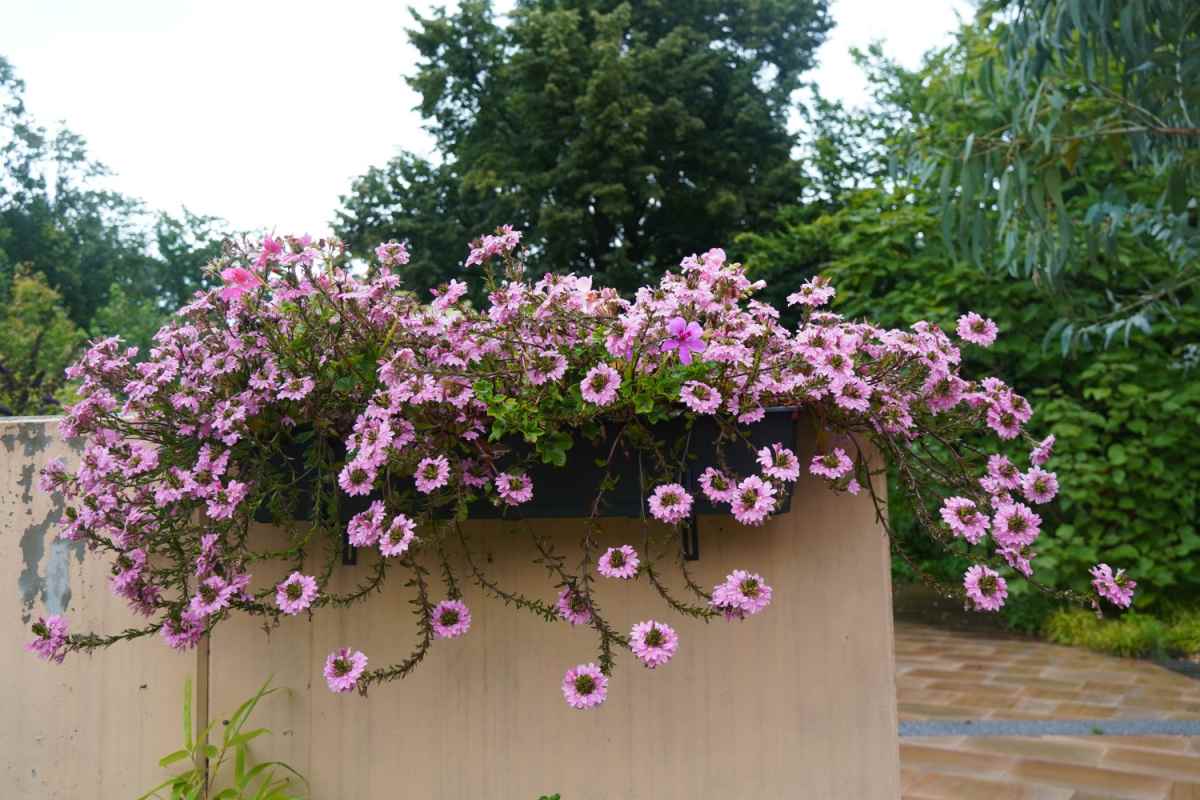 Fan flower with pink blooms.