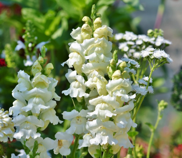 White snapdragons